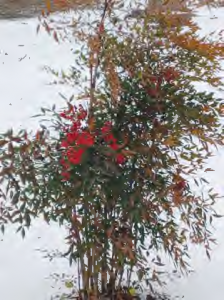 Untitled_Page_42
